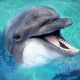 ģ